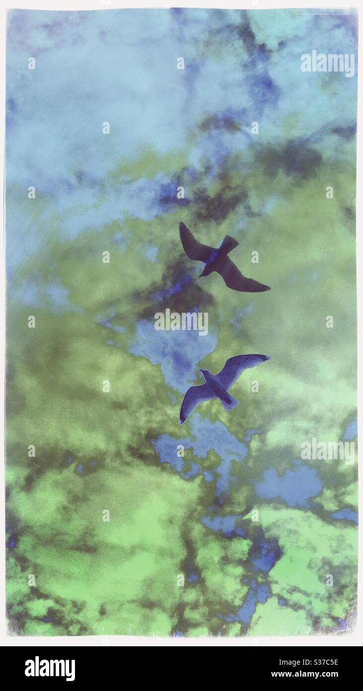 Two birds flying hi-res stock photography and images - Alamy