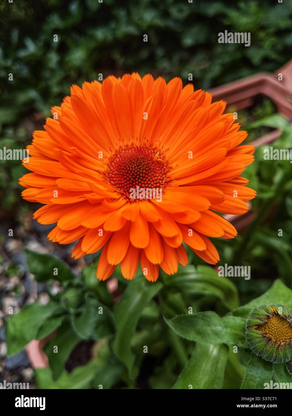 Calendula officinalis or common marigold or scotch marigold flower in home pot garden Stock Photo