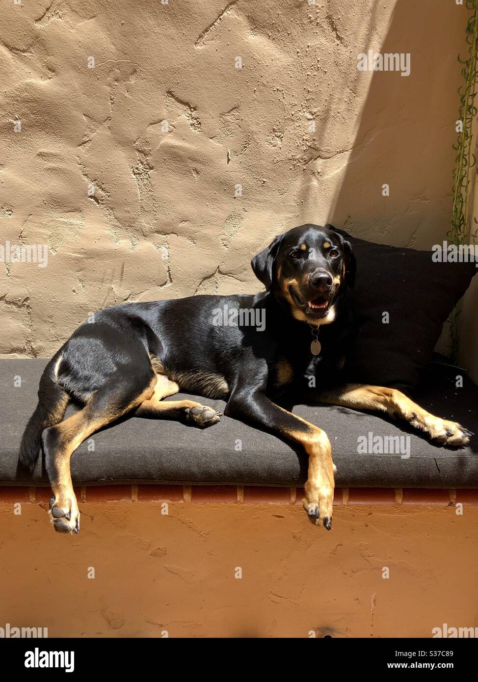 Grinning dog sits in the sun on a cloth bench in Los Angeles ca 6.19.20 Stock Photo