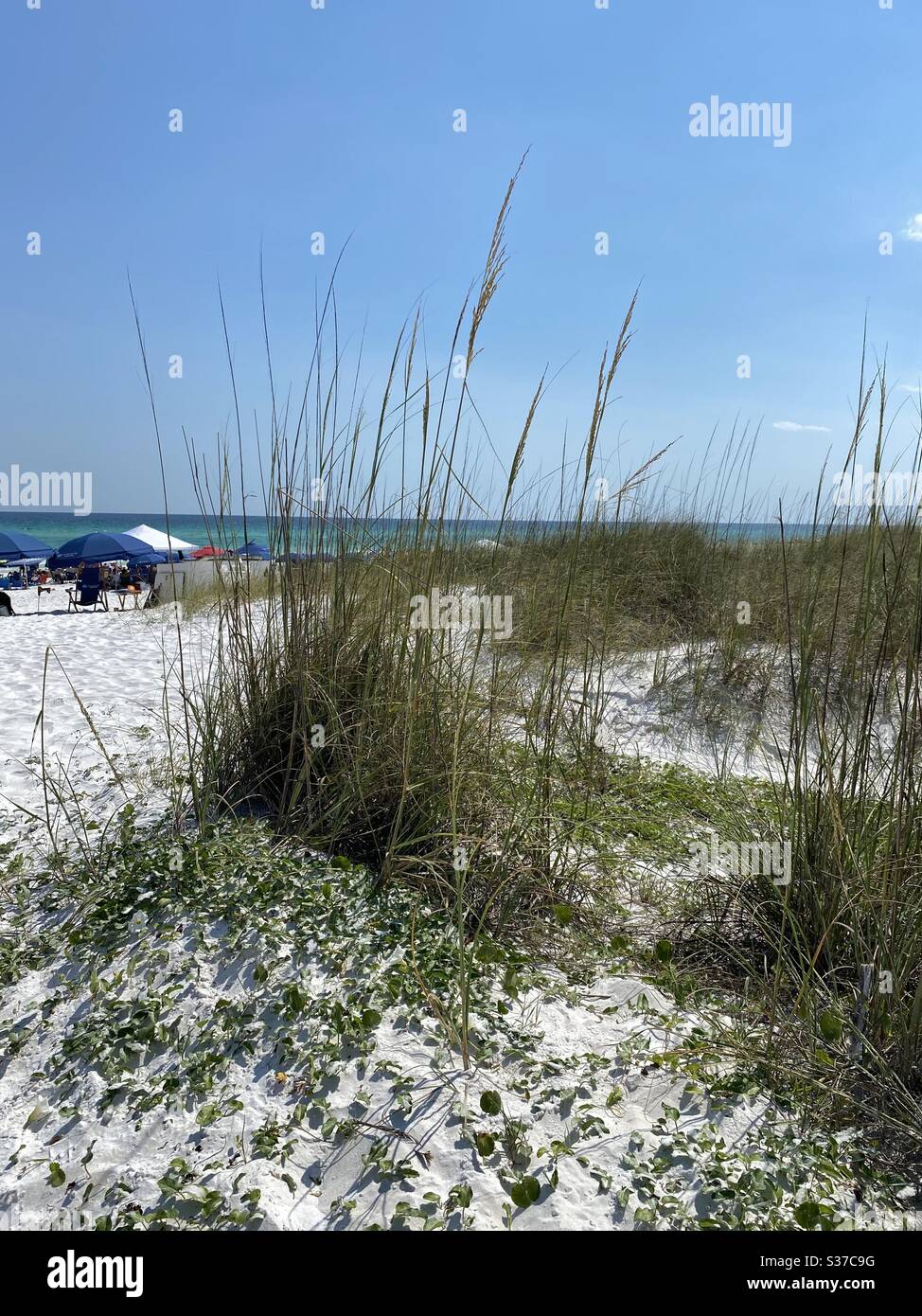 Green grass sand dunes on white sand beach with colorful umbrellas and chairs - Smartphone Captured Stock Image