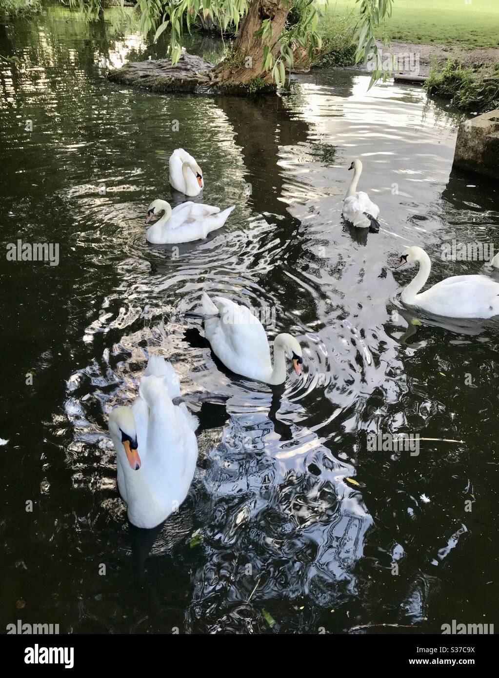 Swimming swans - Smartphone Captured Stock Image