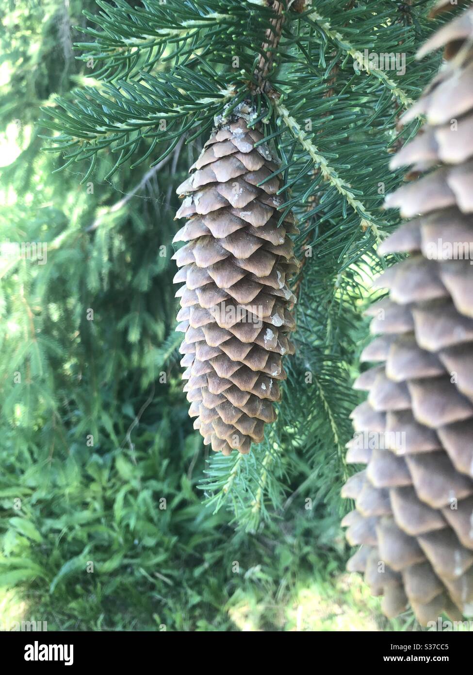 Geographic cone hires stock photography and images Alamy