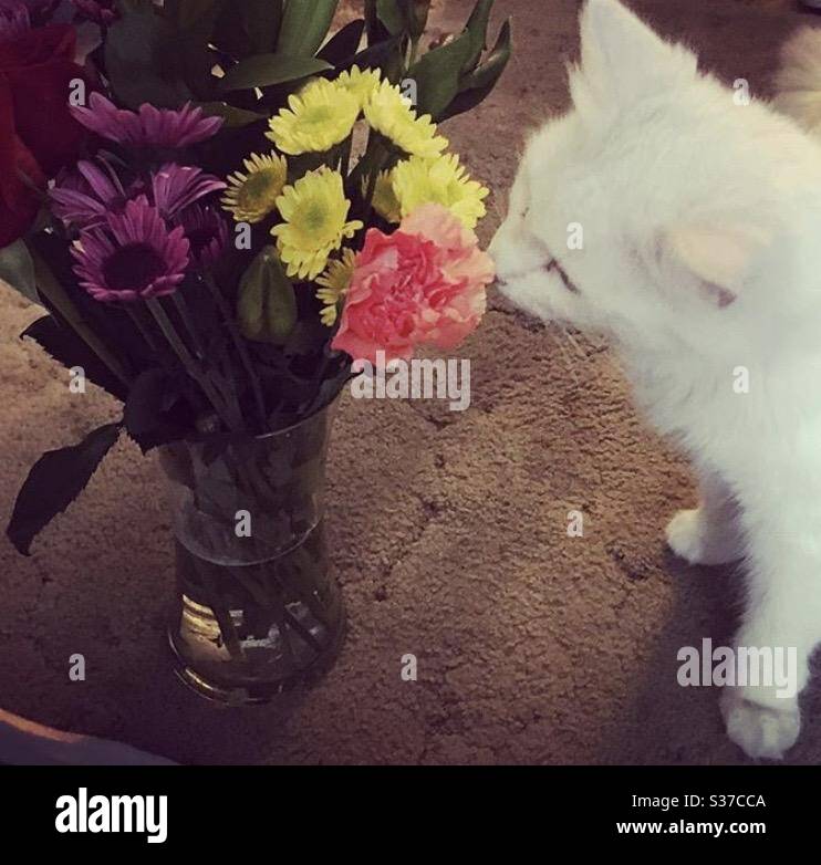 White cat smelling flower Stock Photo Alamy