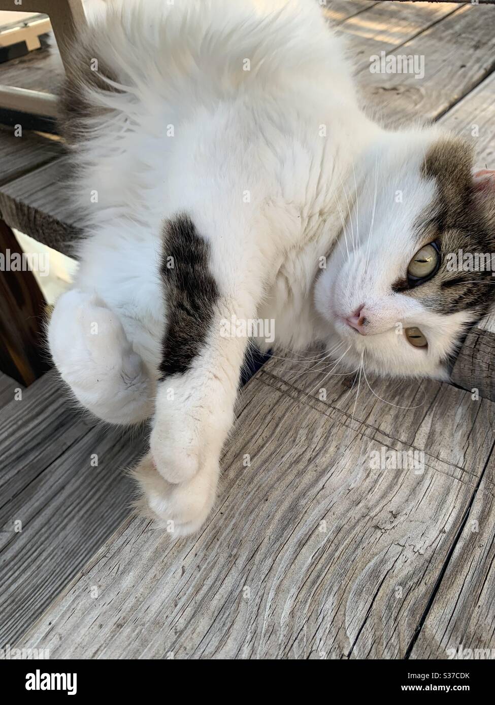 Cat slaying on porch Stock Photo Alamy