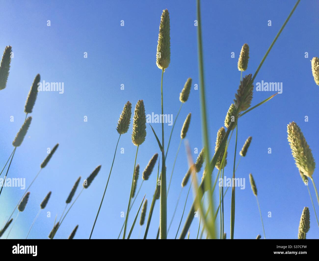 Tall grasses against a blue sky. Young green bunny tails grass. Lagurus ovatus. Stock Photo