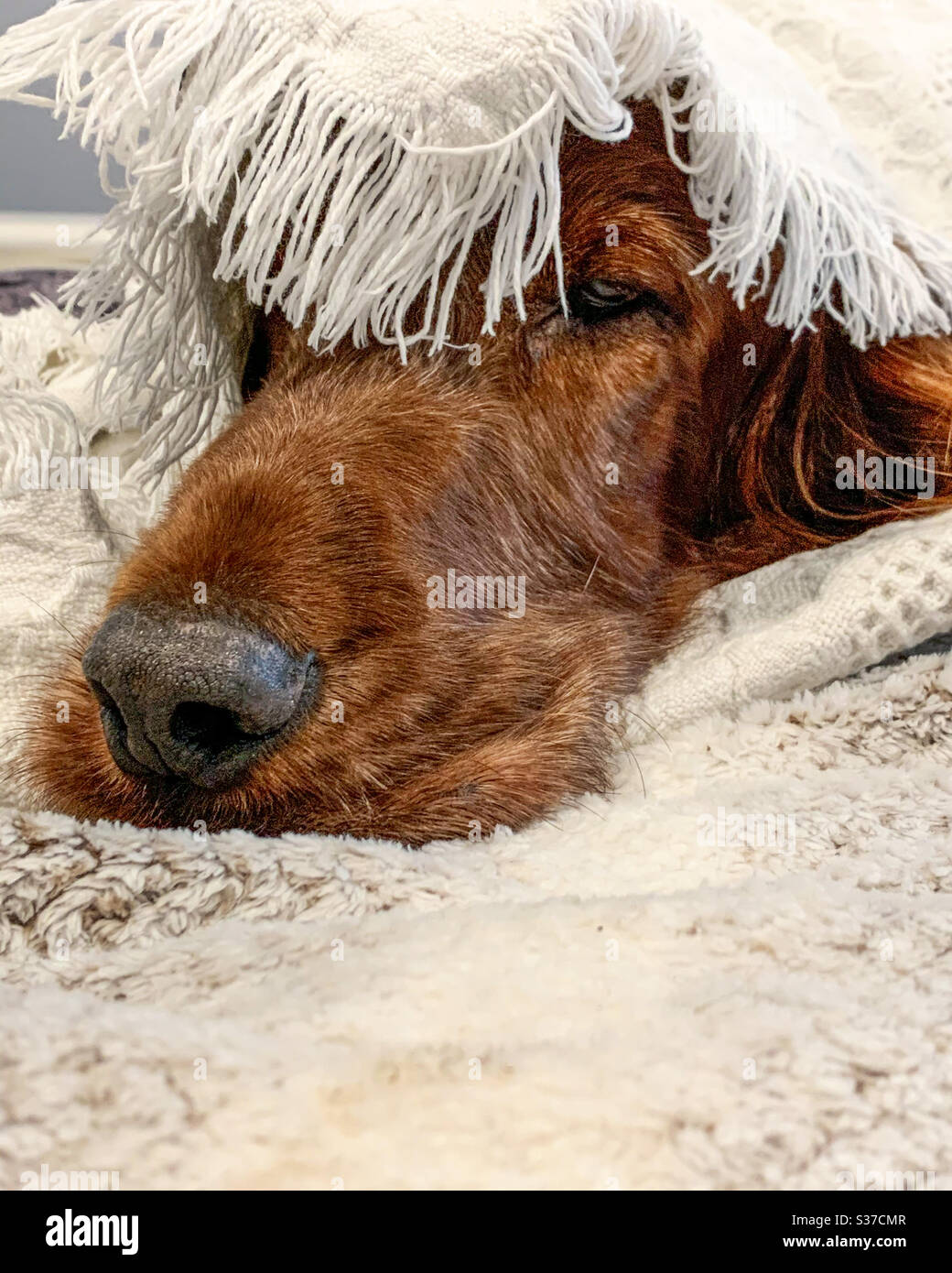 Undercover, Only the nose can be seen! Red setter hiding cozily under a blanket - Smartphone Captured Stock Image