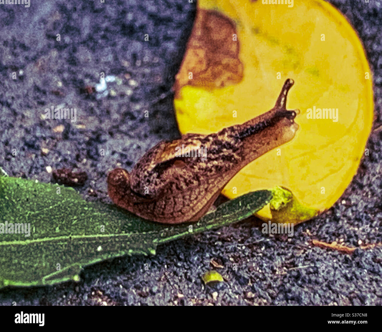 A tiny snail looking forward - Smartphone Captured Stock Image