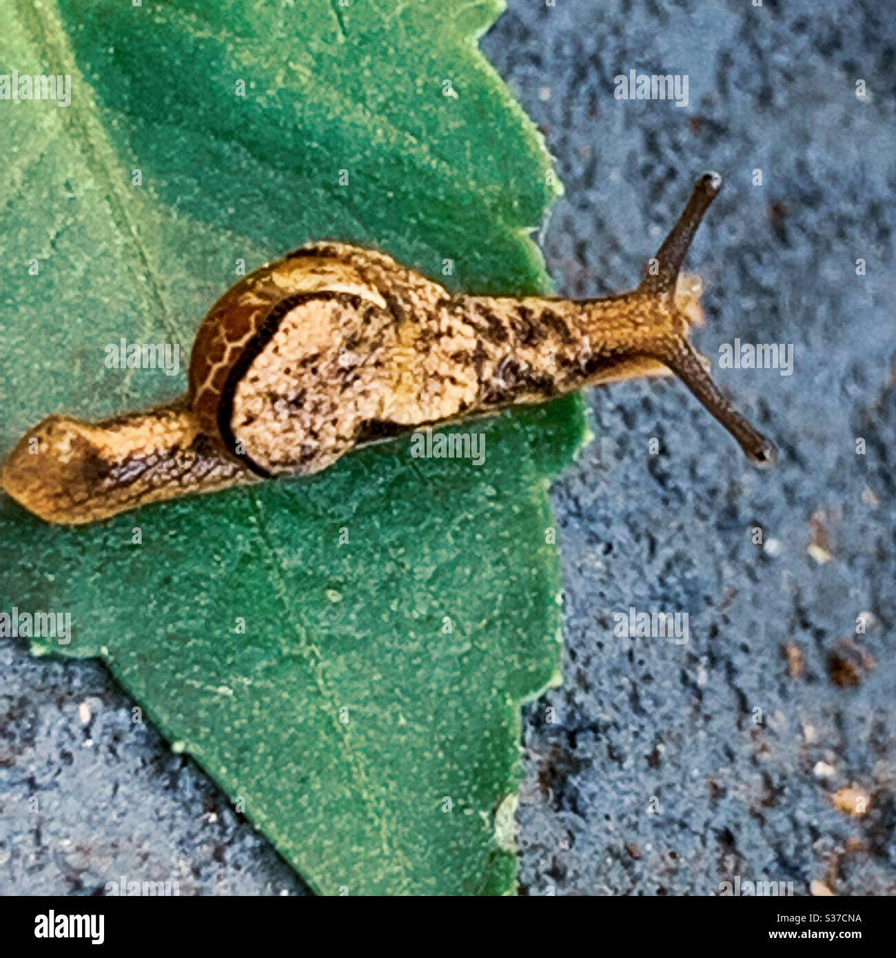 Snail thinking of going over the edge - Smartphone Captured Stock Image