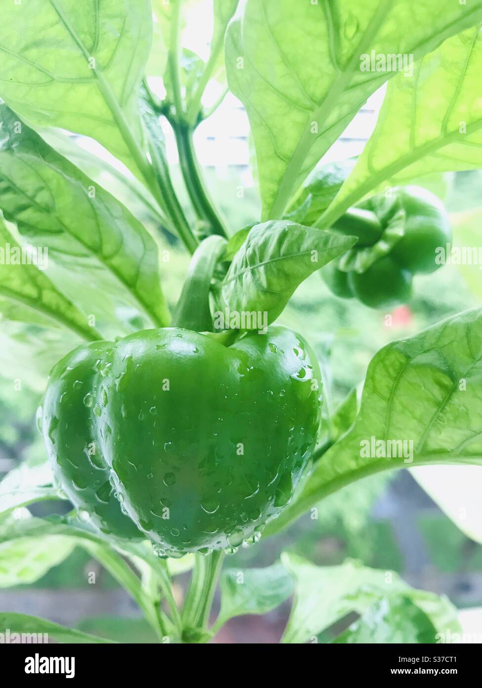 Green capsicum in my garden took while raining. Nature preserves everything we need to protect. Stock Photo