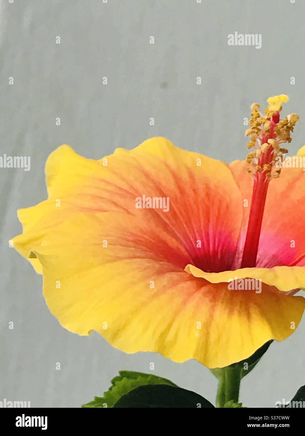 Sun kissed bright orange colour hibiscus flower , homegrown potted plant, Singapore -chembarathi Stock Photo