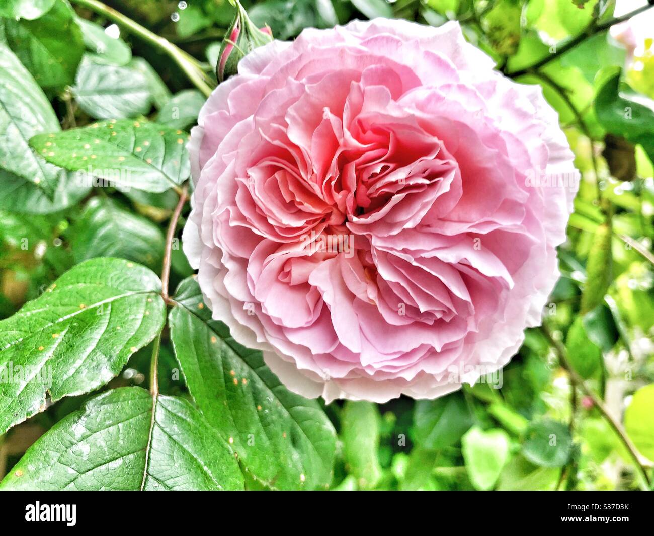 Pink rose - Smartphone Captured Stock Image