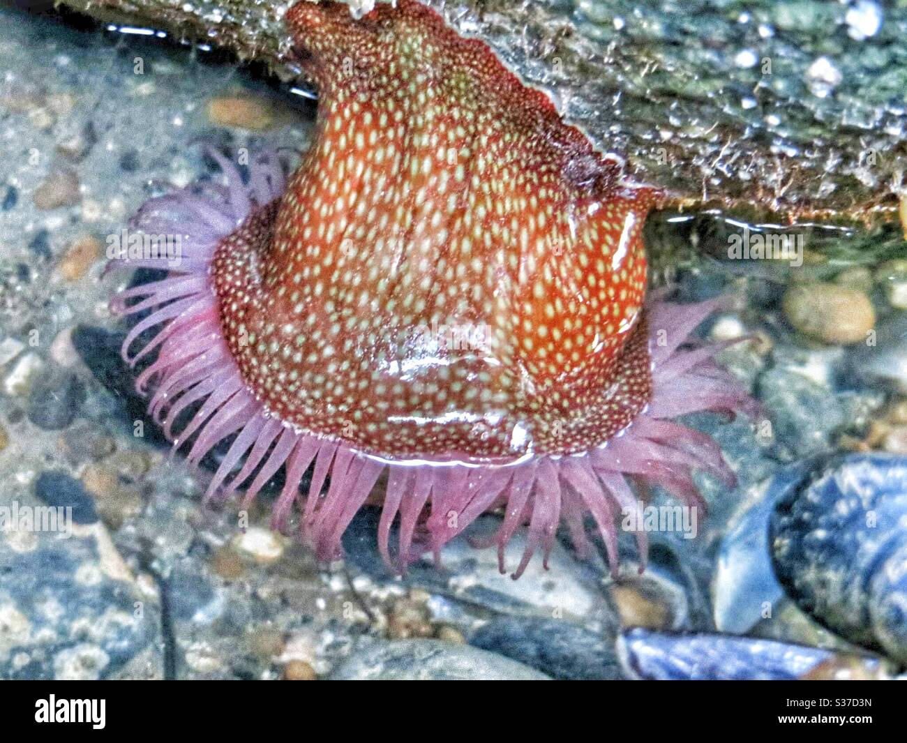 Strawberry sea anemone found in a rock pool Stock Photo