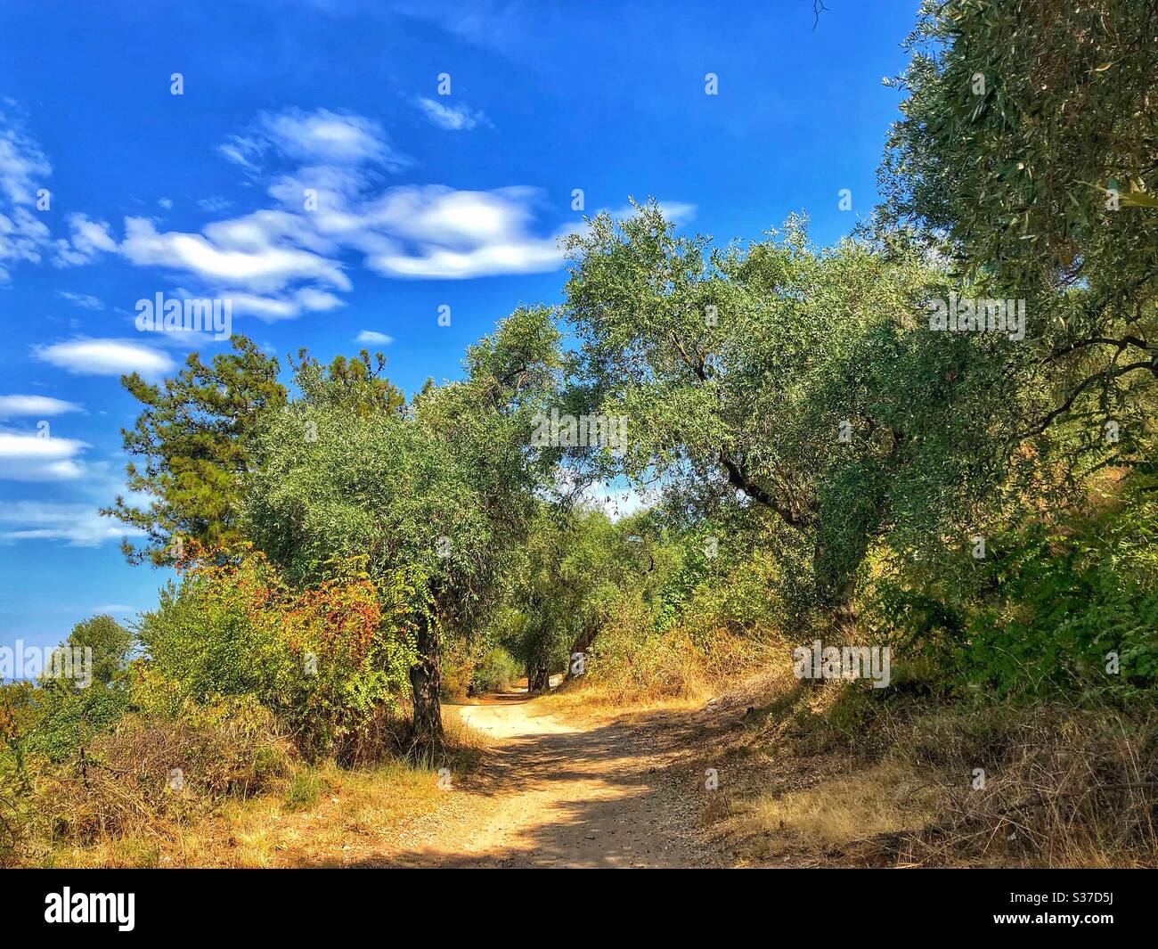 Walking through olive grove on Thassos island in Greece. - Smartphone Captured Stock Image