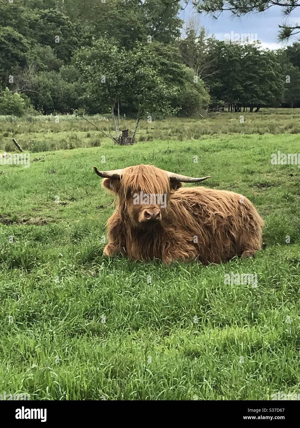 Highland cow sitting in a field Stock Photo