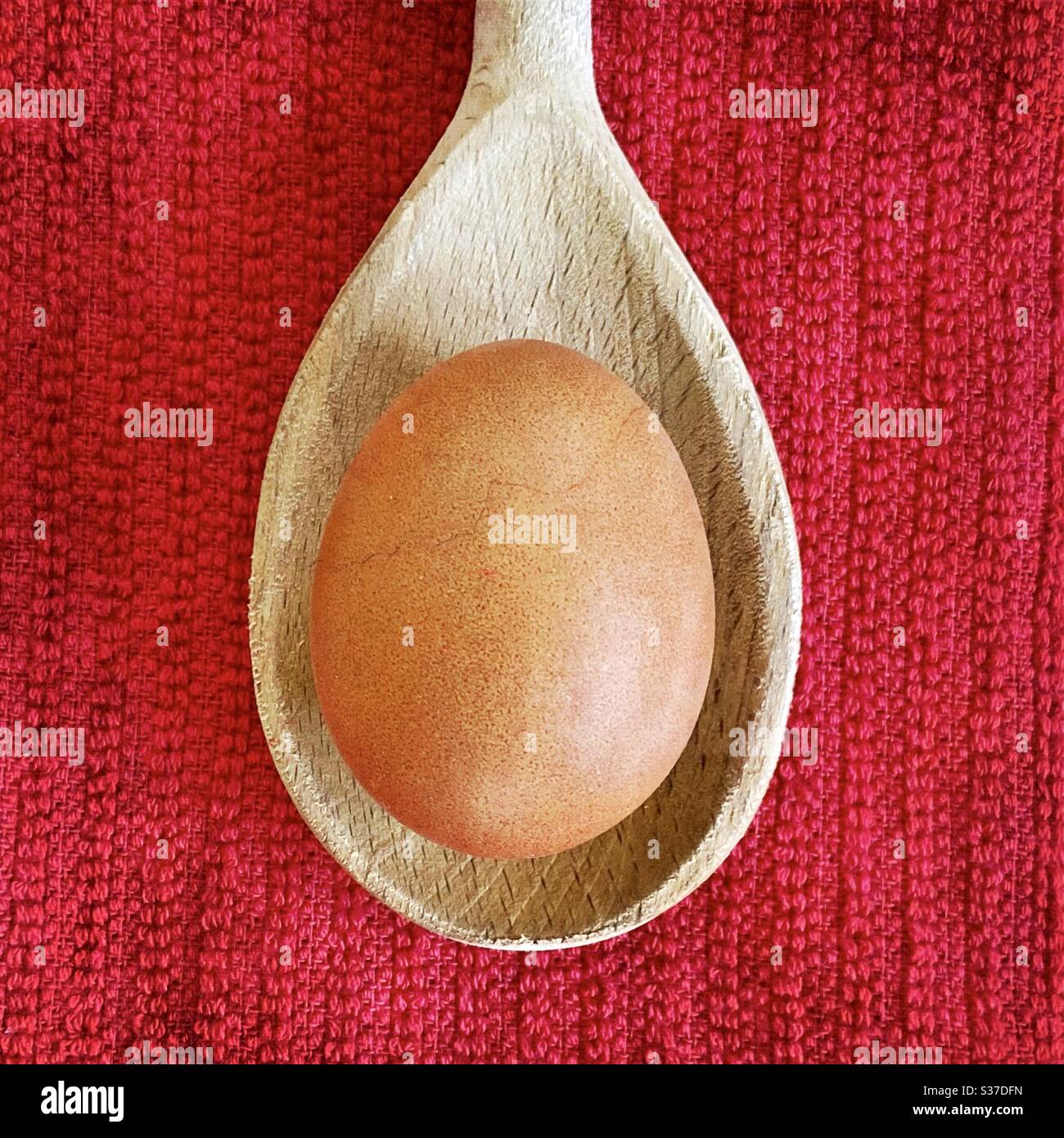 Closeup view of an organic free range egg on a wooden spoon agains a red tea towel on the kitchen counter. - Smartphone Captured Stock Image