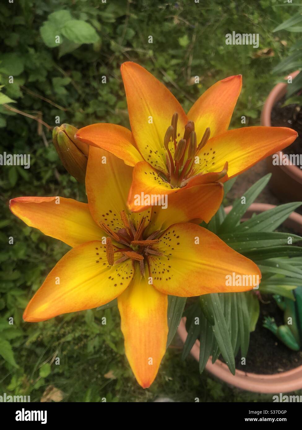 Orange Asiatic Lillies in flower - Smartphone Captured Stock Image