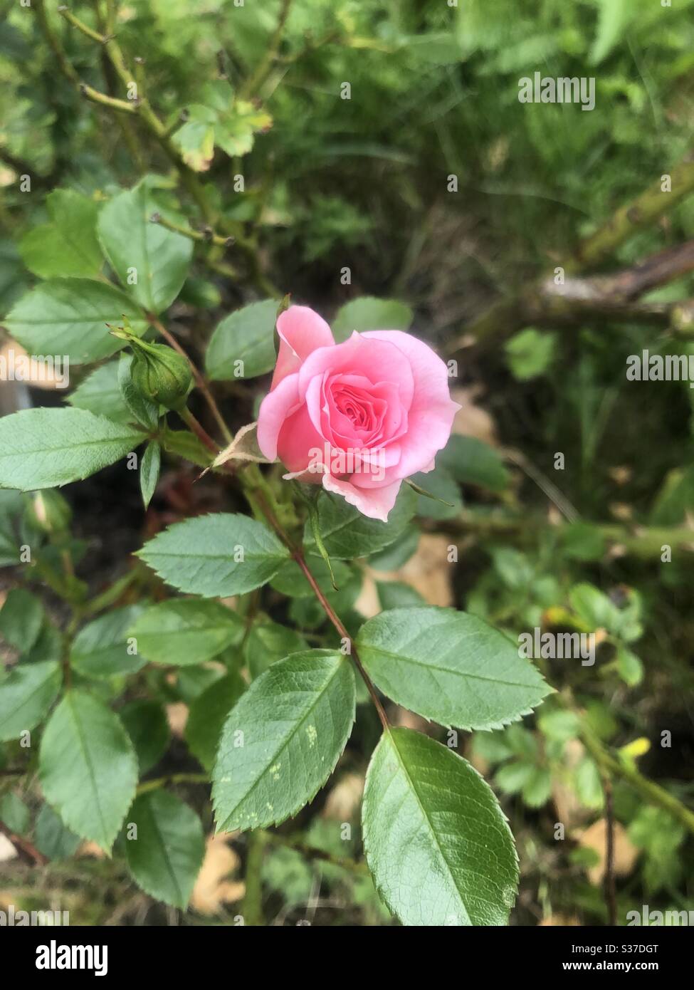 A pink rose beginning to flower - Smartphone Captured Stock Image