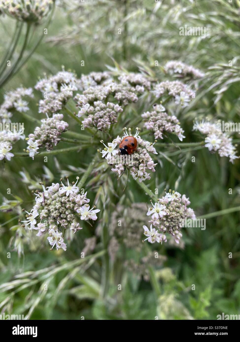 Ladybug Sleeping On Flowers - Smartphone Captured Stock Image