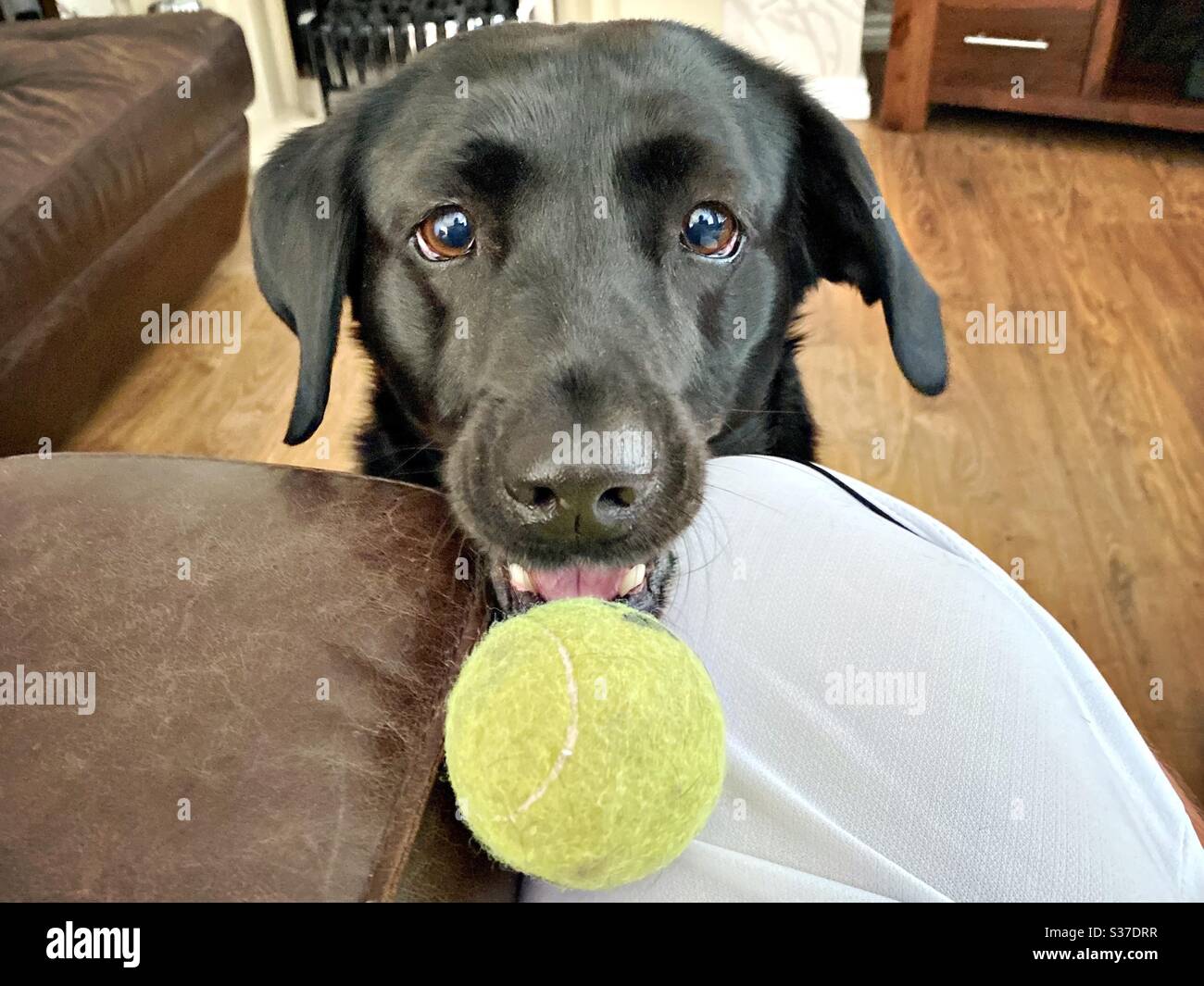 Snout view of an adorable Black Labrador playing with a tennis ball indoors. FPV, First person perspective as cute pet dog sits and waits for owner to throw ball during a game of fetch at home. - Smartphone Captured Stock Image