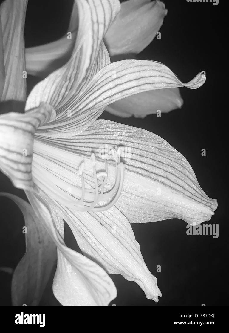 Hippeastrum recticulatum var. straitifolium aka Striped leaved Amaryllis-pink Easter lily bloomed after a heavy rain,flower showing its stamen,took at night time,b&w Singapore Stock Photo