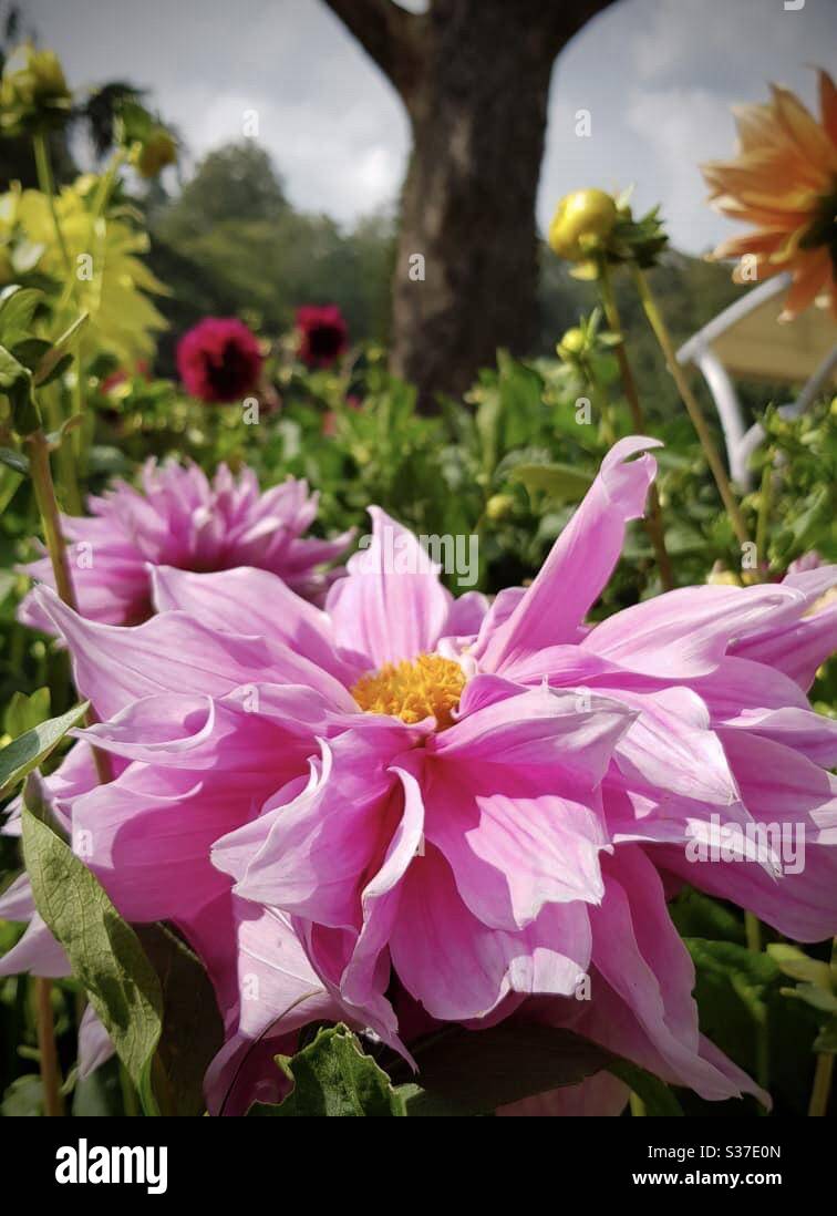 It’s just blooms Stock Photo - Alamy