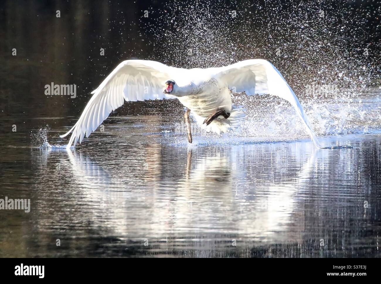 Swan taking off Stock Photo