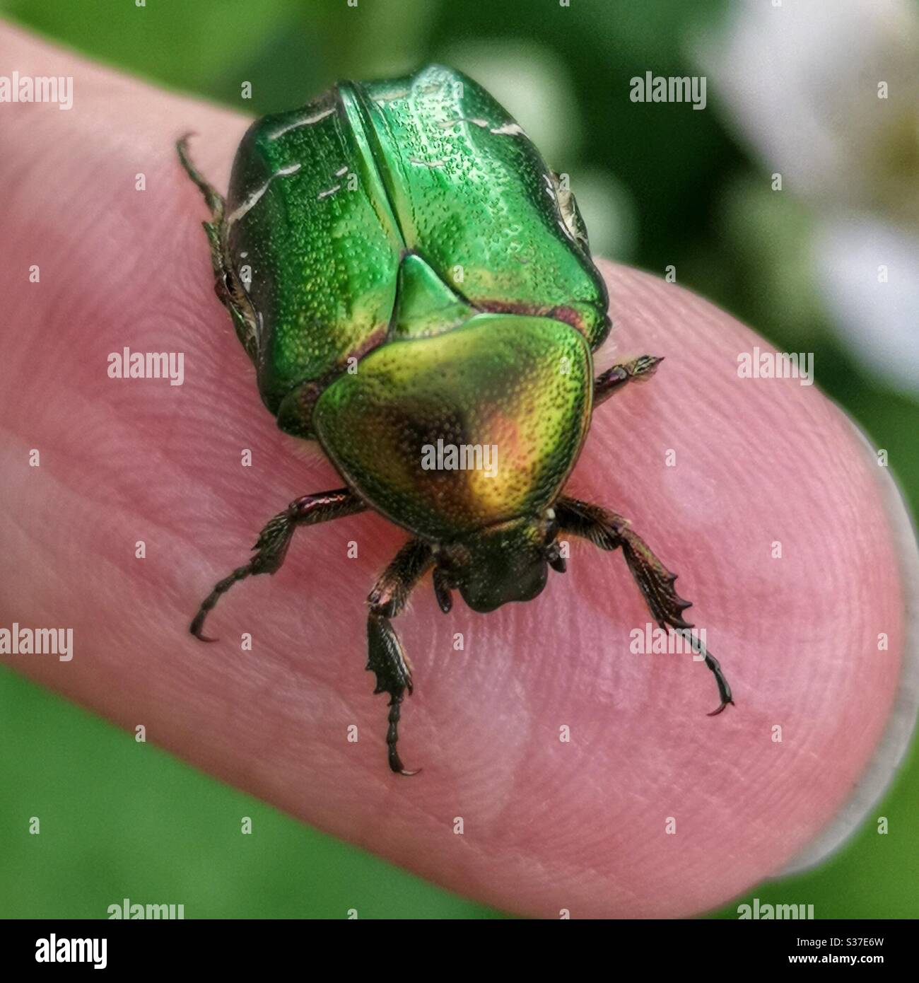Green rose chafer - beautiful metallic green beetle on finger - Smartphone Captured Stock Image