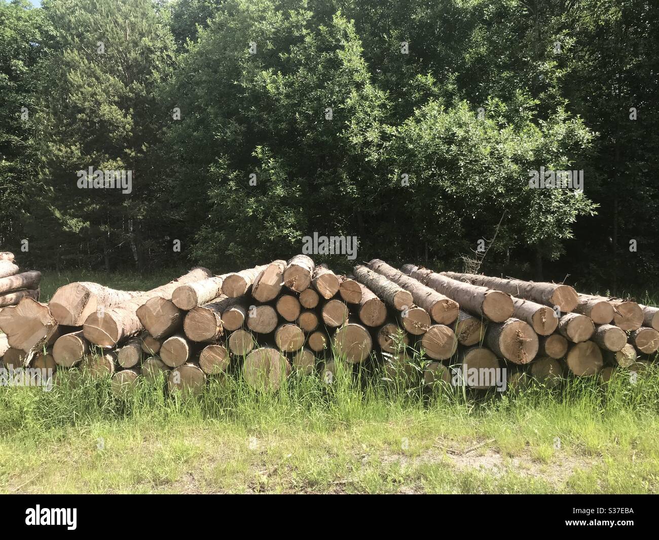 Timber pile hi-res stock photography and images - Alamy