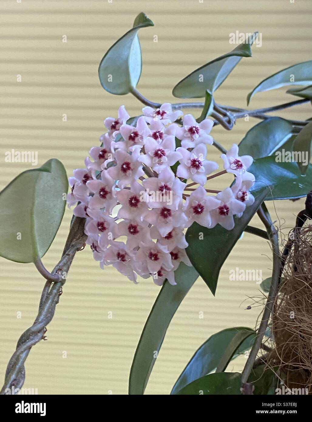 Porcelain flower bloom also known as Hoya plant Stock Photo Alamy