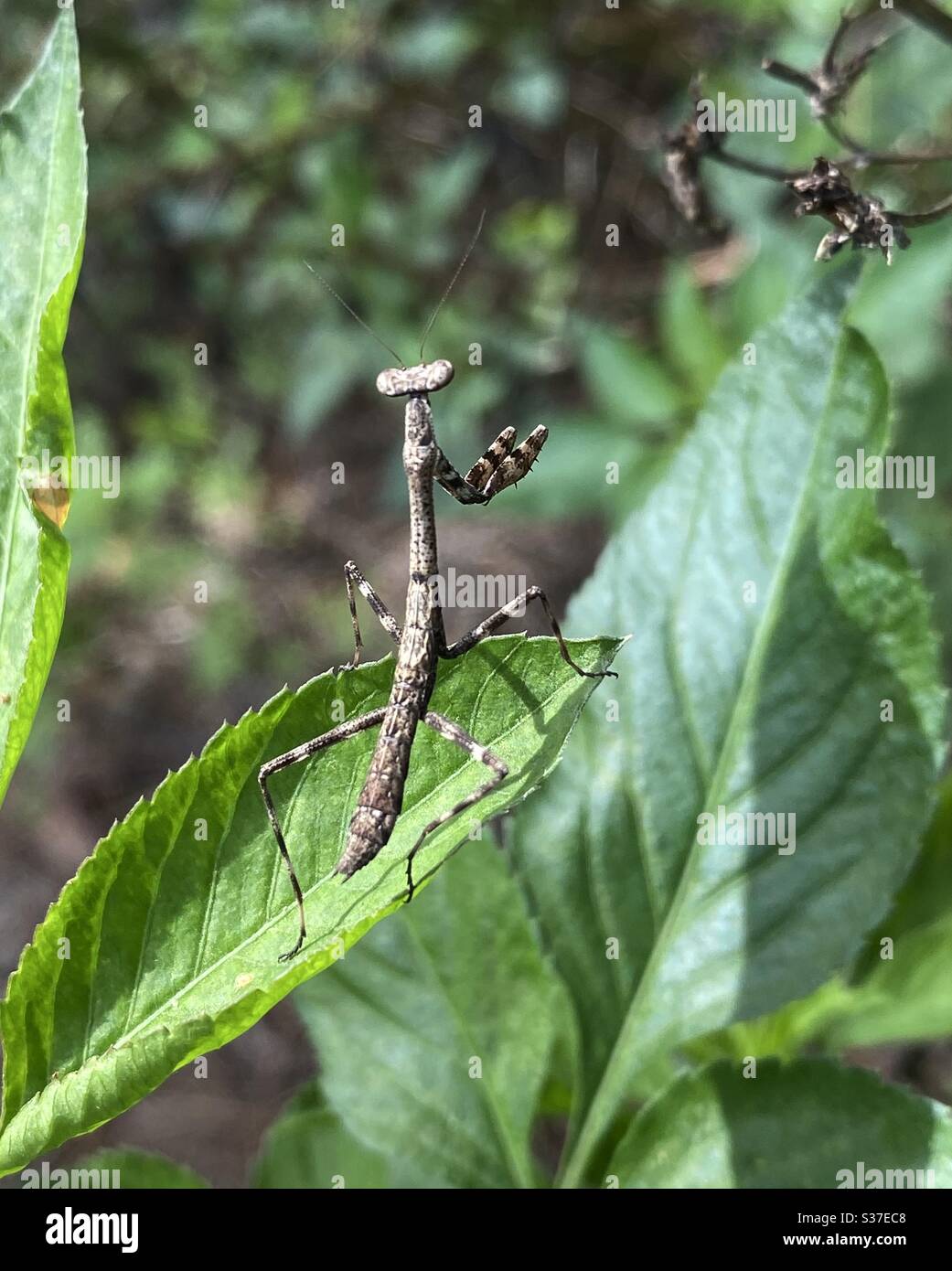 Brown praying mantis insect on forest green leaves - Smartphone Captured Stock Image