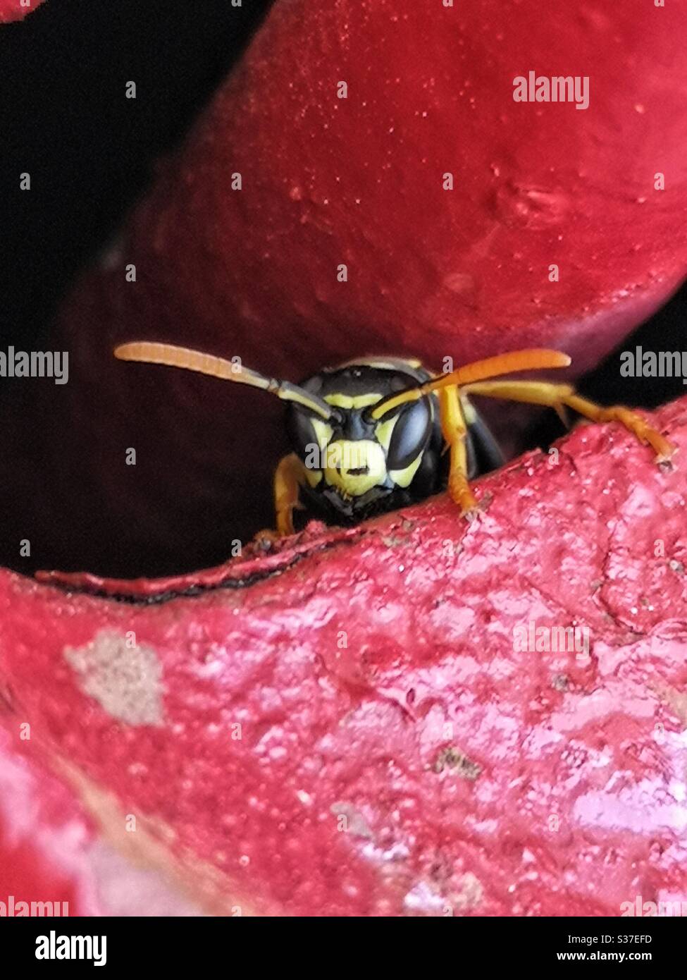 Mean-looking wasp emerging from an old red fire pump - Smartphone Captured Stock Image