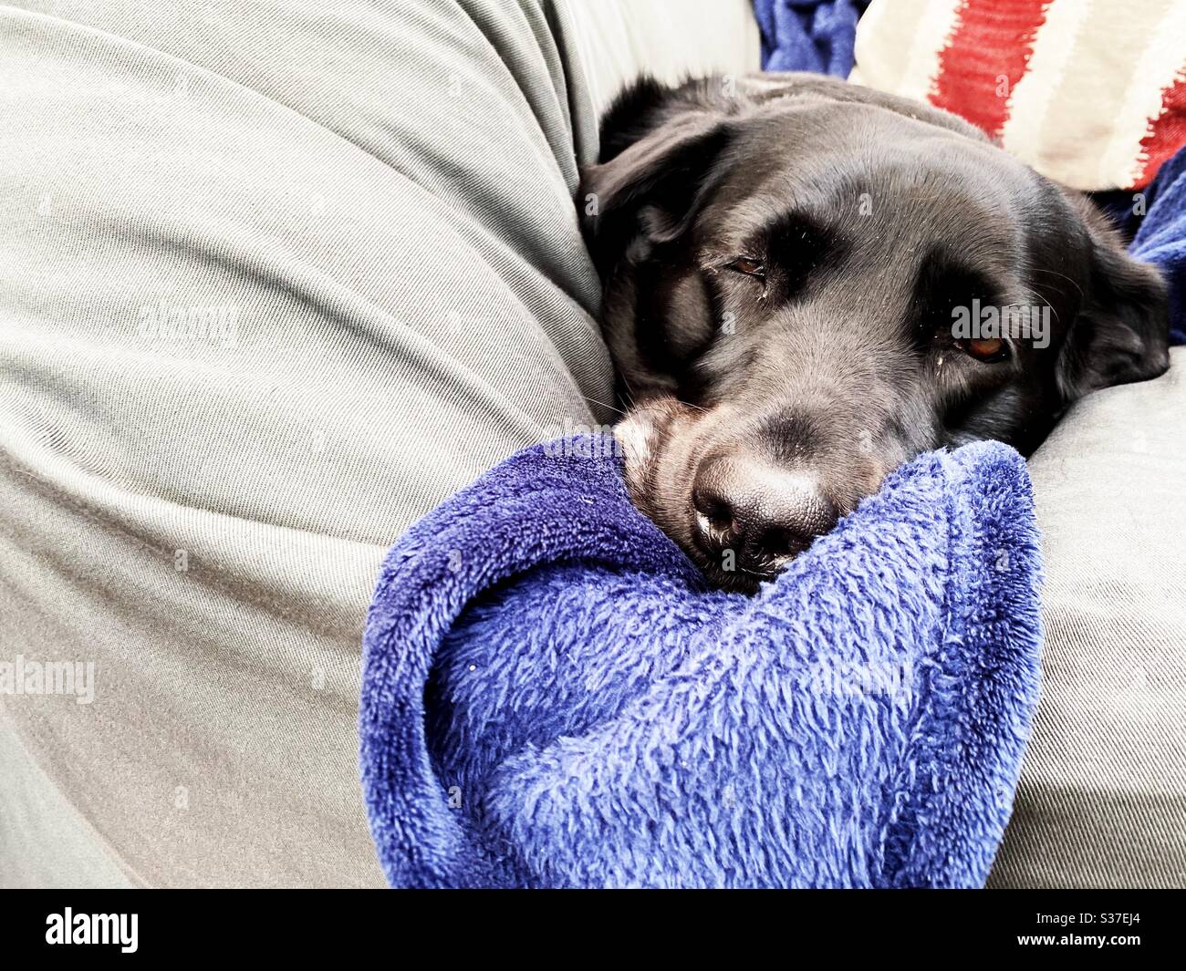 Closeup view of a mature nine year old Black Labrador lying on a giant comfortable beanbag seat indoors with blanket. 9 years old family pet dog resting on grey home furniture. Copy space on left. - Smartphone Captured Stock Image