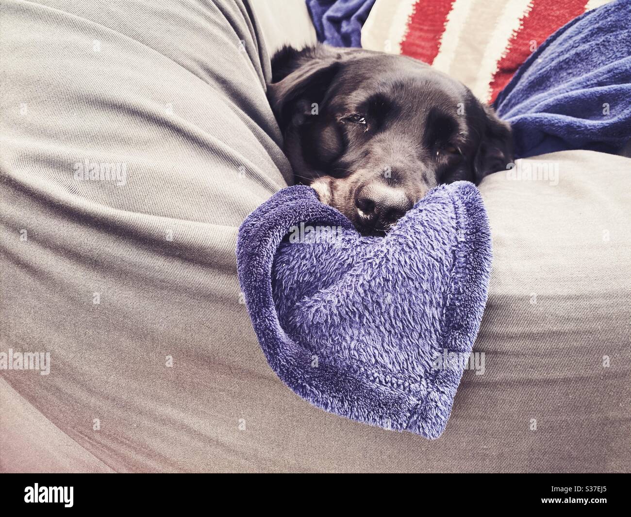 Closeup view of a mature nine year old Black Labrador lying on a giant comfortable beanbag seat indoors with blanket. 9 years old family pet dog resting on grey home furniture. Copy space on left. - Smartphone Captured Stock Image