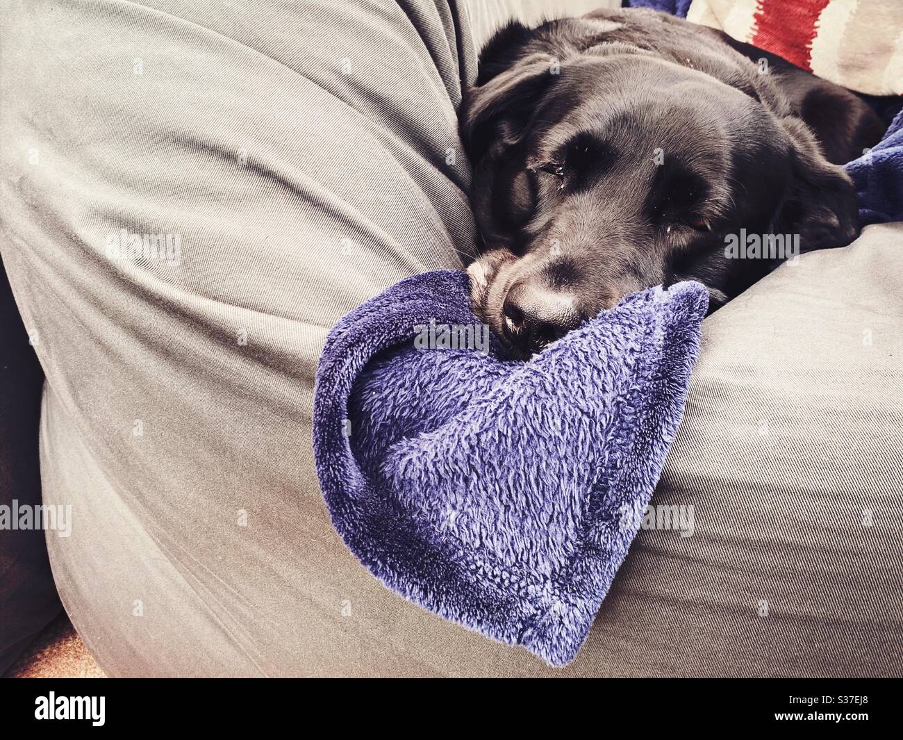 Closeup view of a mature nine year old Black Labrador lying on a giant comfortable beanbag seat indoors with blanket. 9 years old family pet dog resting on grey home furniture. Copy space on left. - Smartphone Captured Stock Image