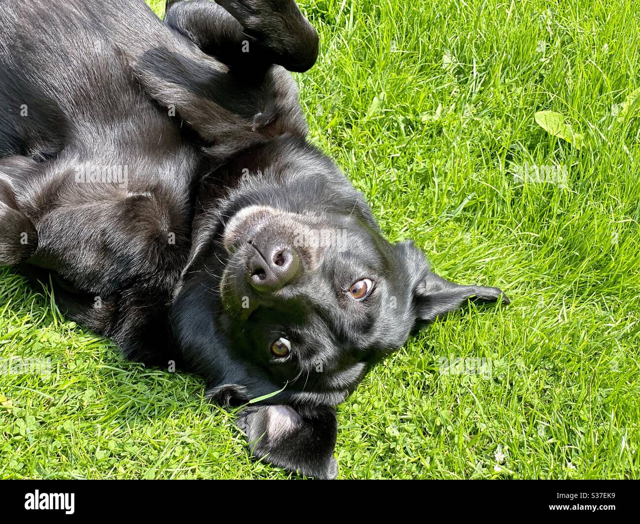 Closeup view of a happy Black Labrador pet dog rolling around in lush green grass in the garden during summer. Seen on back. Dog roll over. Nine year old mature bitch. Happy, content and playful. Stock Photo