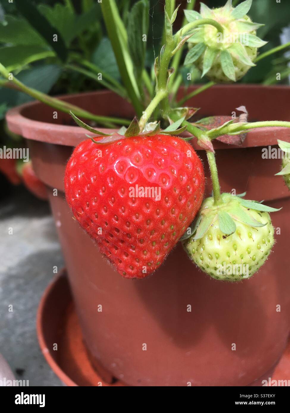 Elsanta strawberries ripening in a greenhouse Stock Photo Alamy
