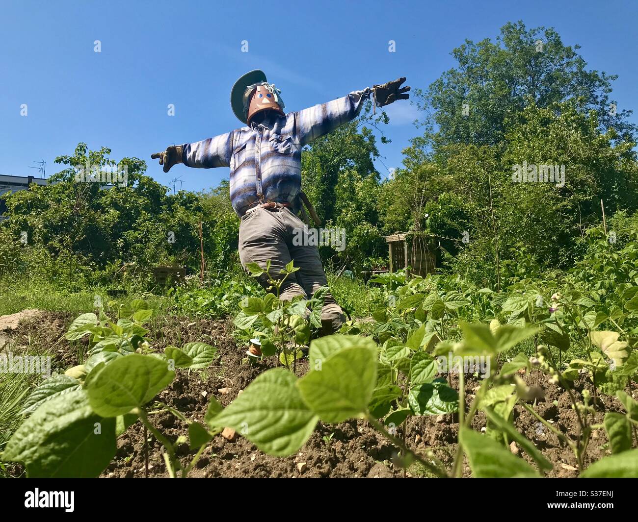 Scarecrow on a small allotment Stock Photo