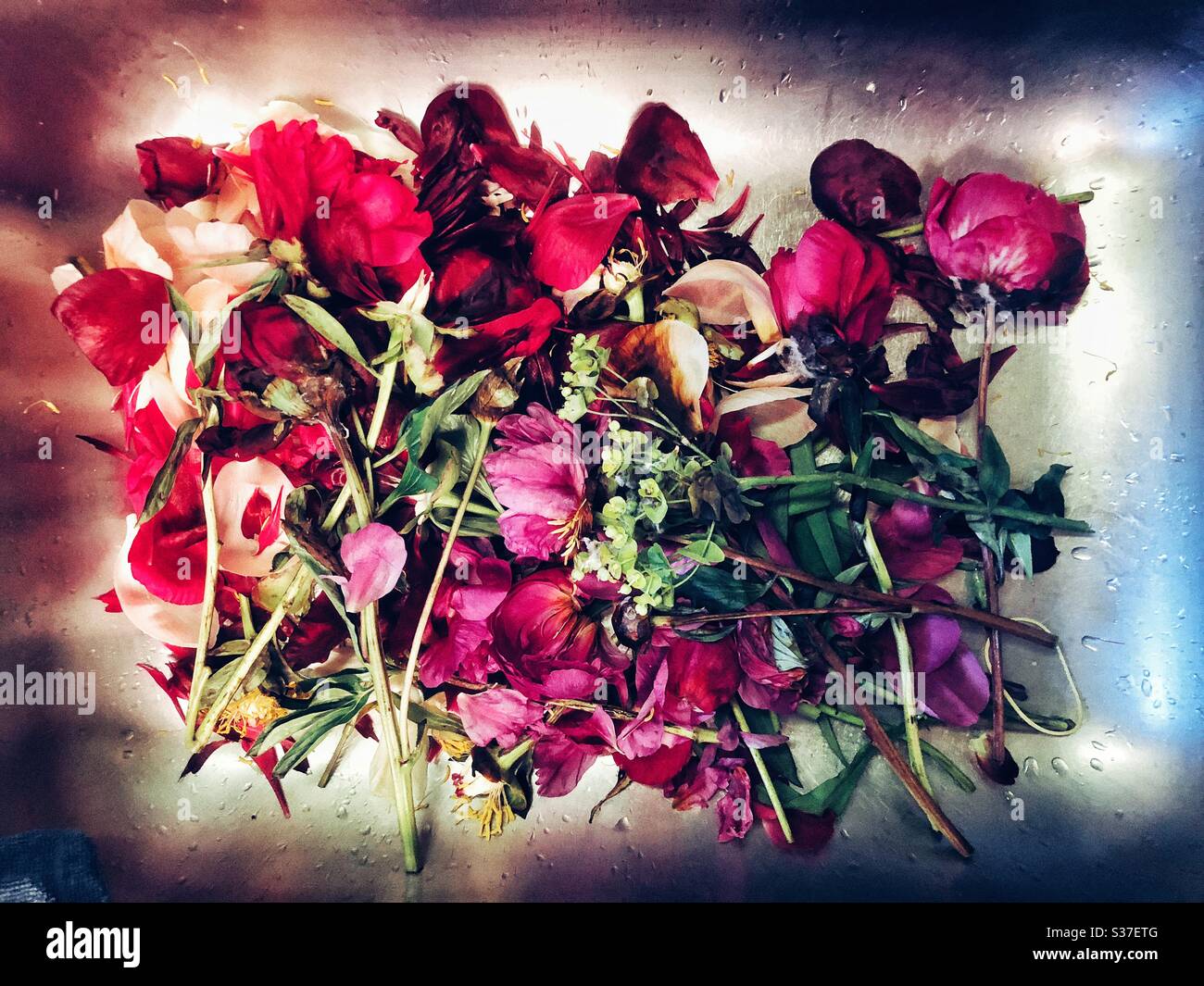 End of the bouquet of peonies - Smartphone Captured Stock Image