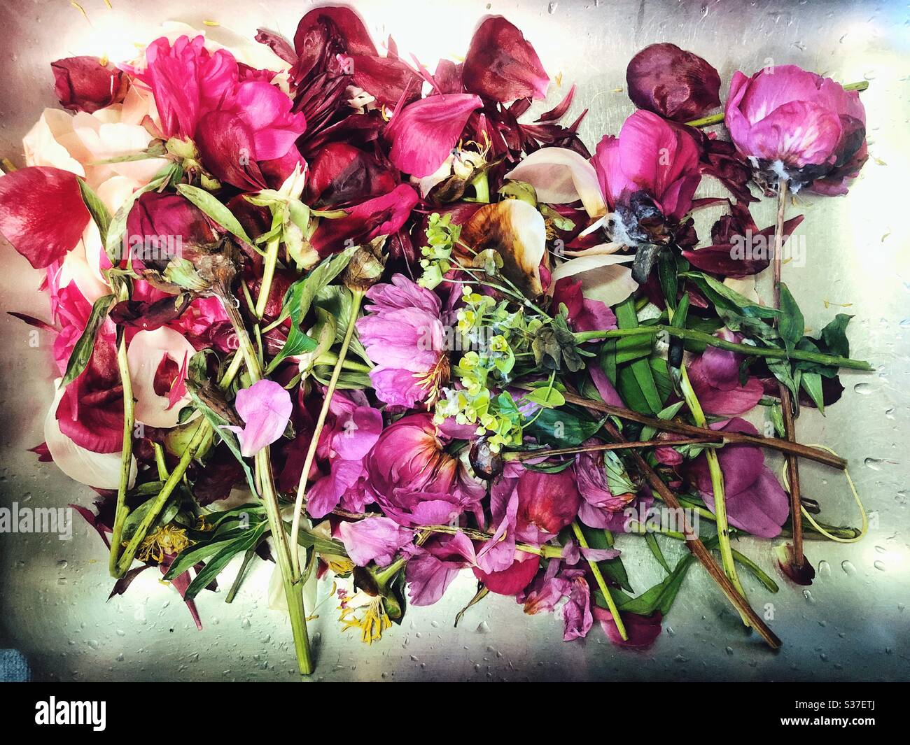 End of the bouquet of peonies - Smartphone Captured Stock Image
