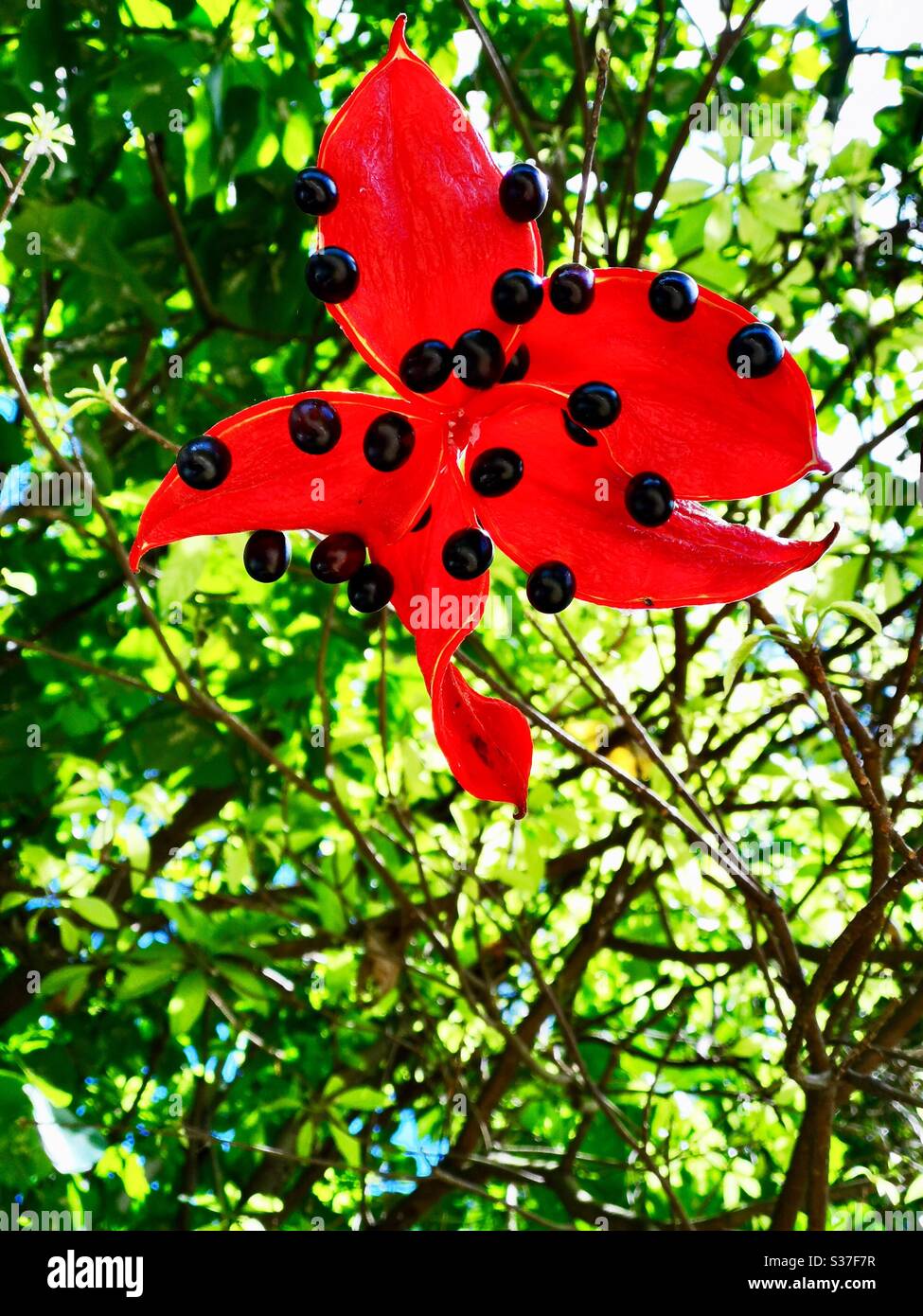 Sterculia fruit open with its smooth seeds. Stock Photo