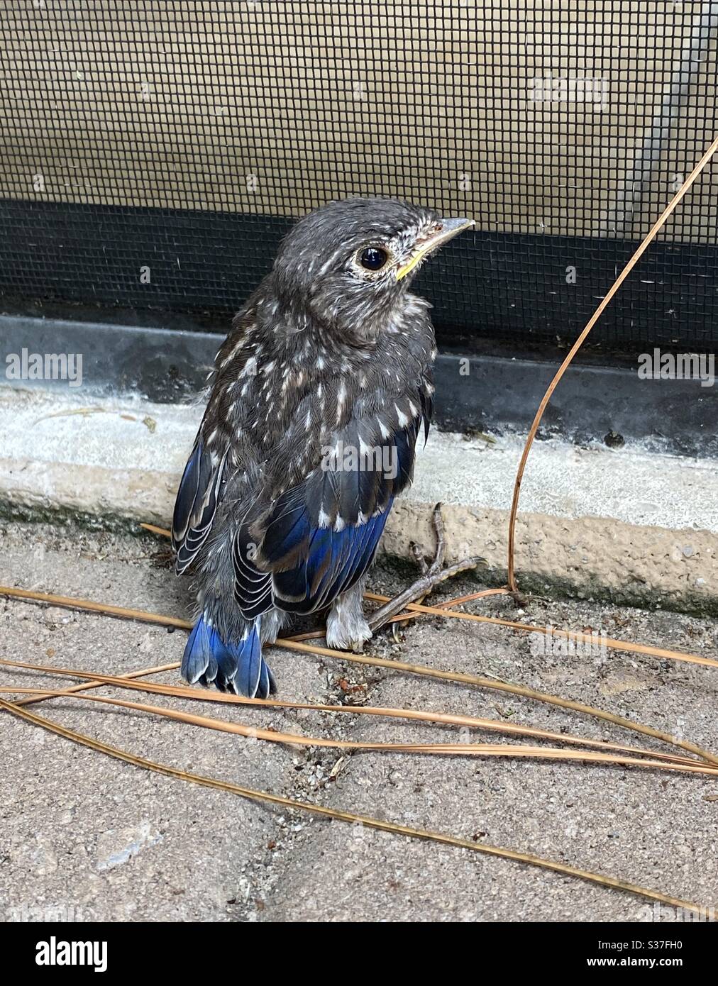 The first courageous one to leave the nest. Eastern baby bluebird that has just left the nest ready to explore this big world. - Smartphone Captured Stock Image