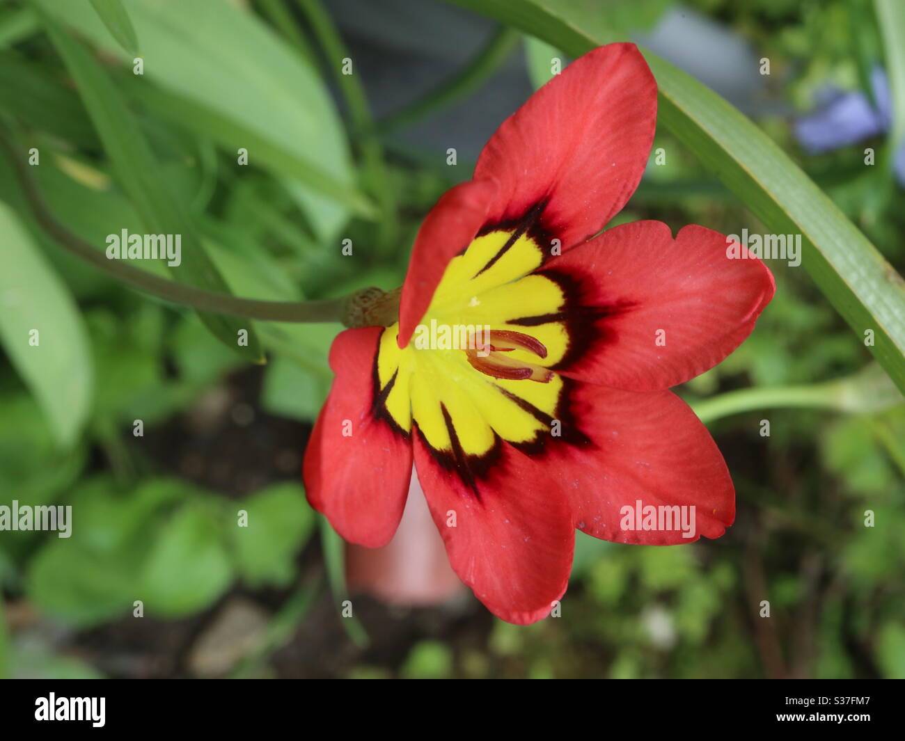 Sparaxis Red And Yellow Flower Stock Photo Alamy