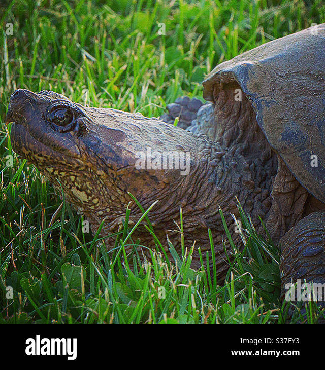 Snapping turtle Stock Photo