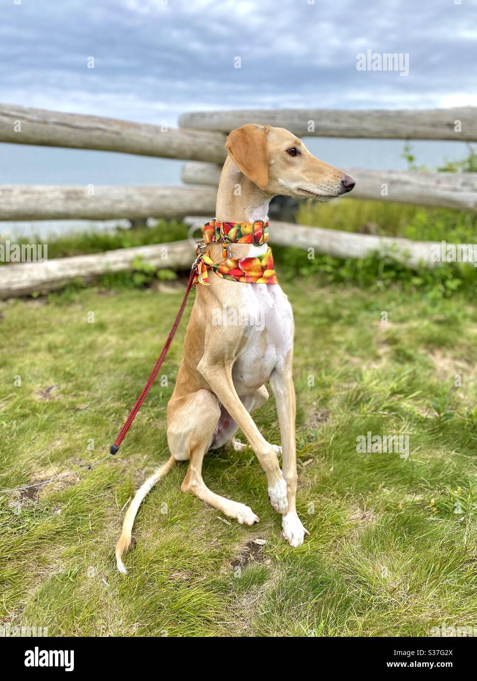 Saluki greyhound 2025