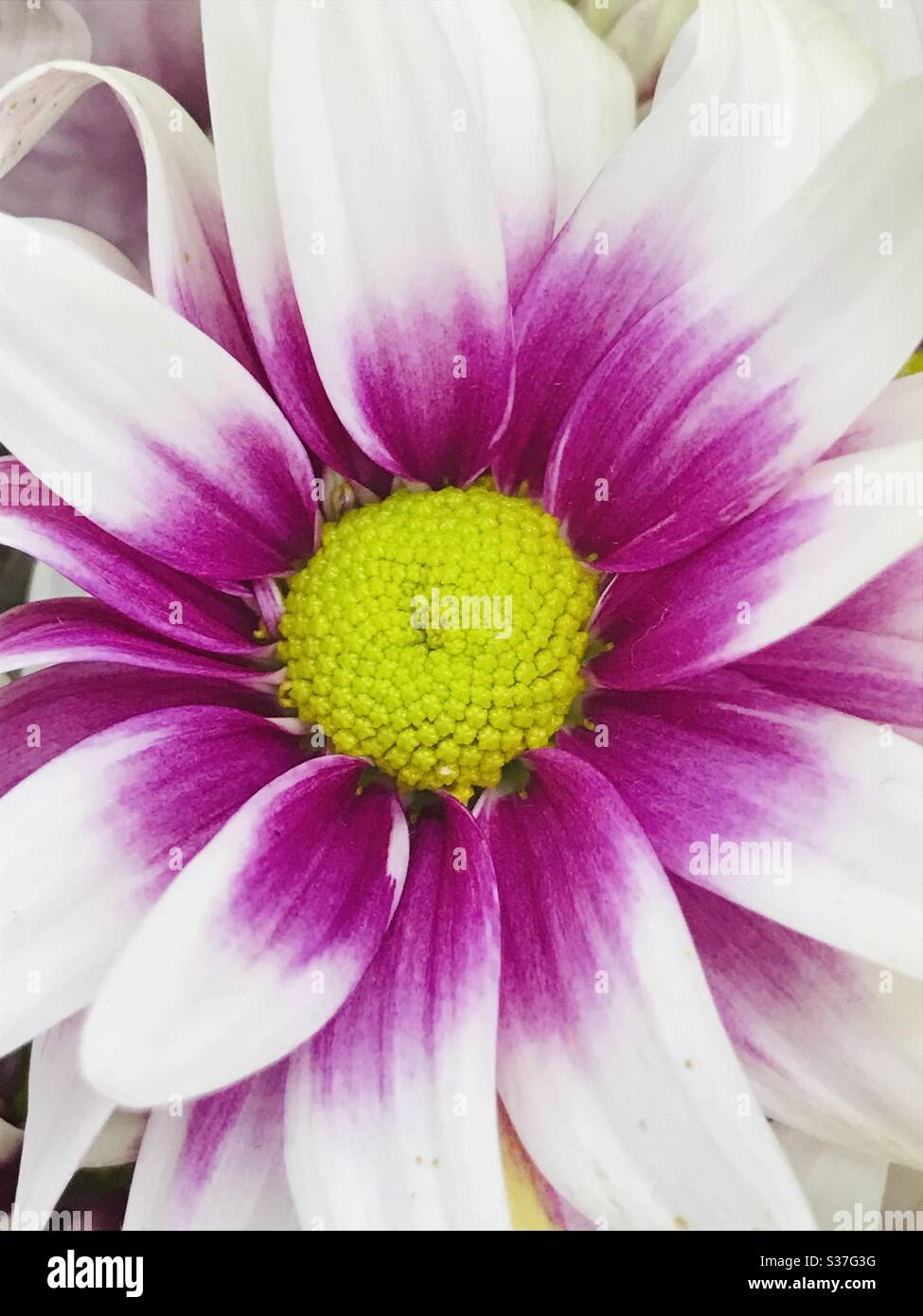 Pink white Chrysanthemum for sale with yellow pollen -showing expanse of petals and centre stamen Stock Photo