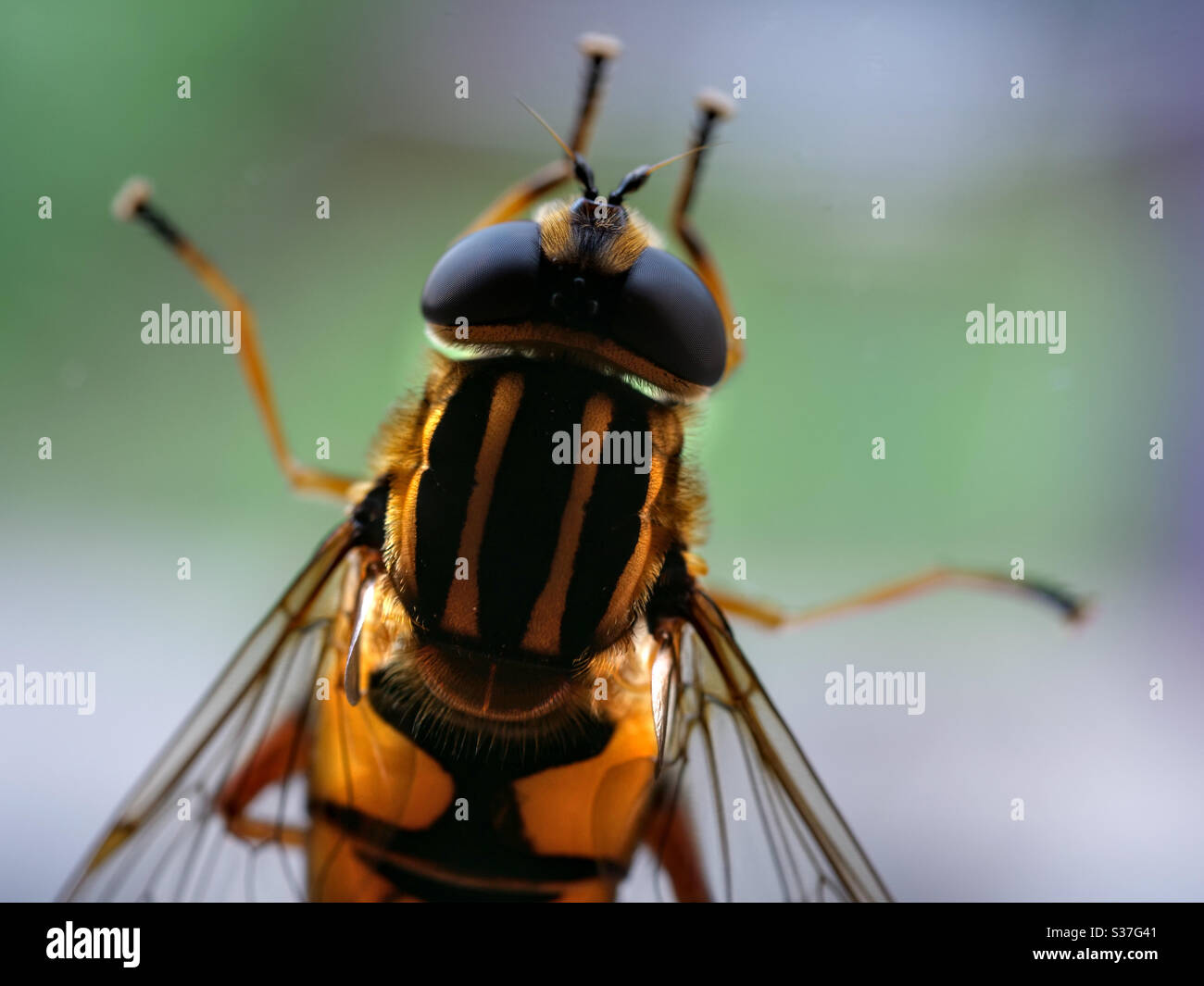 Hoverfly macro photograph with compound eye detail Stock Photo