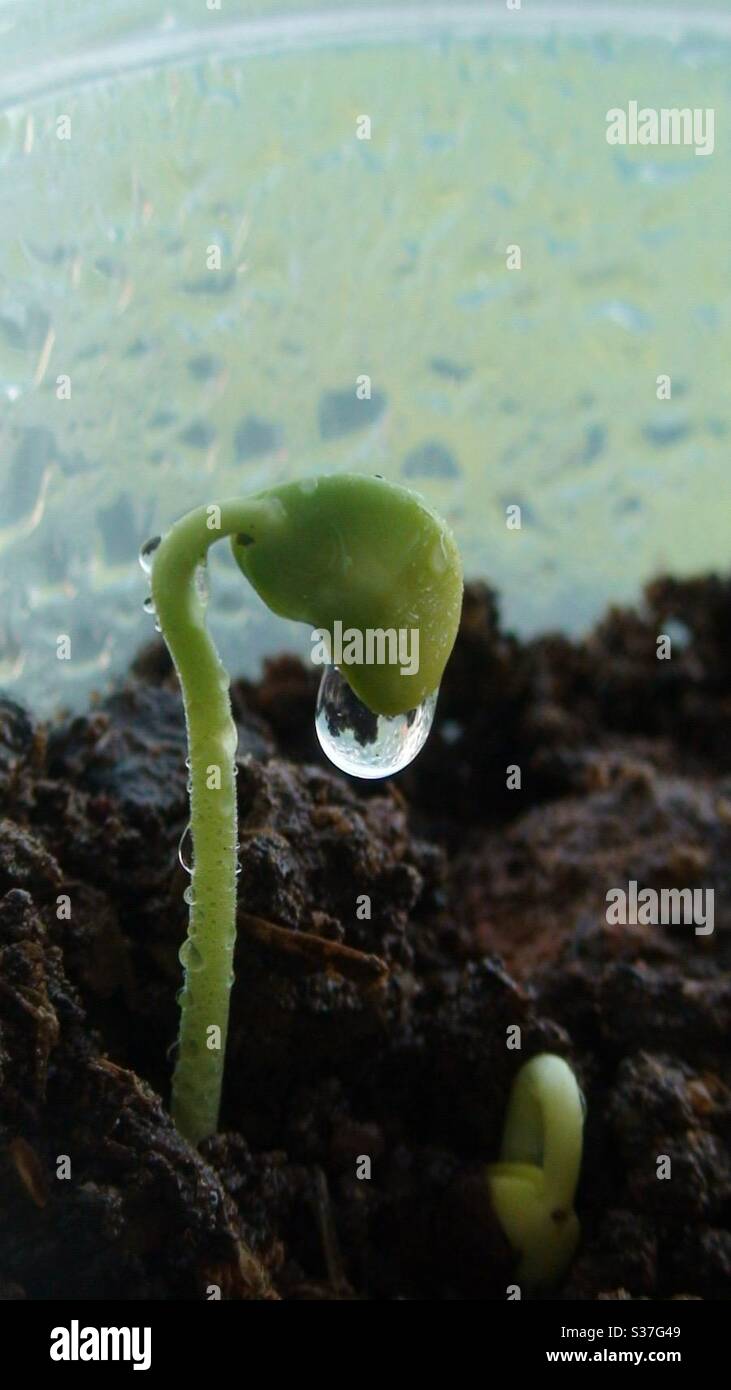 Seedling growing out of soil with water droplets on it in a macro shot - butterfly pea seed in wet soil Stock Photo