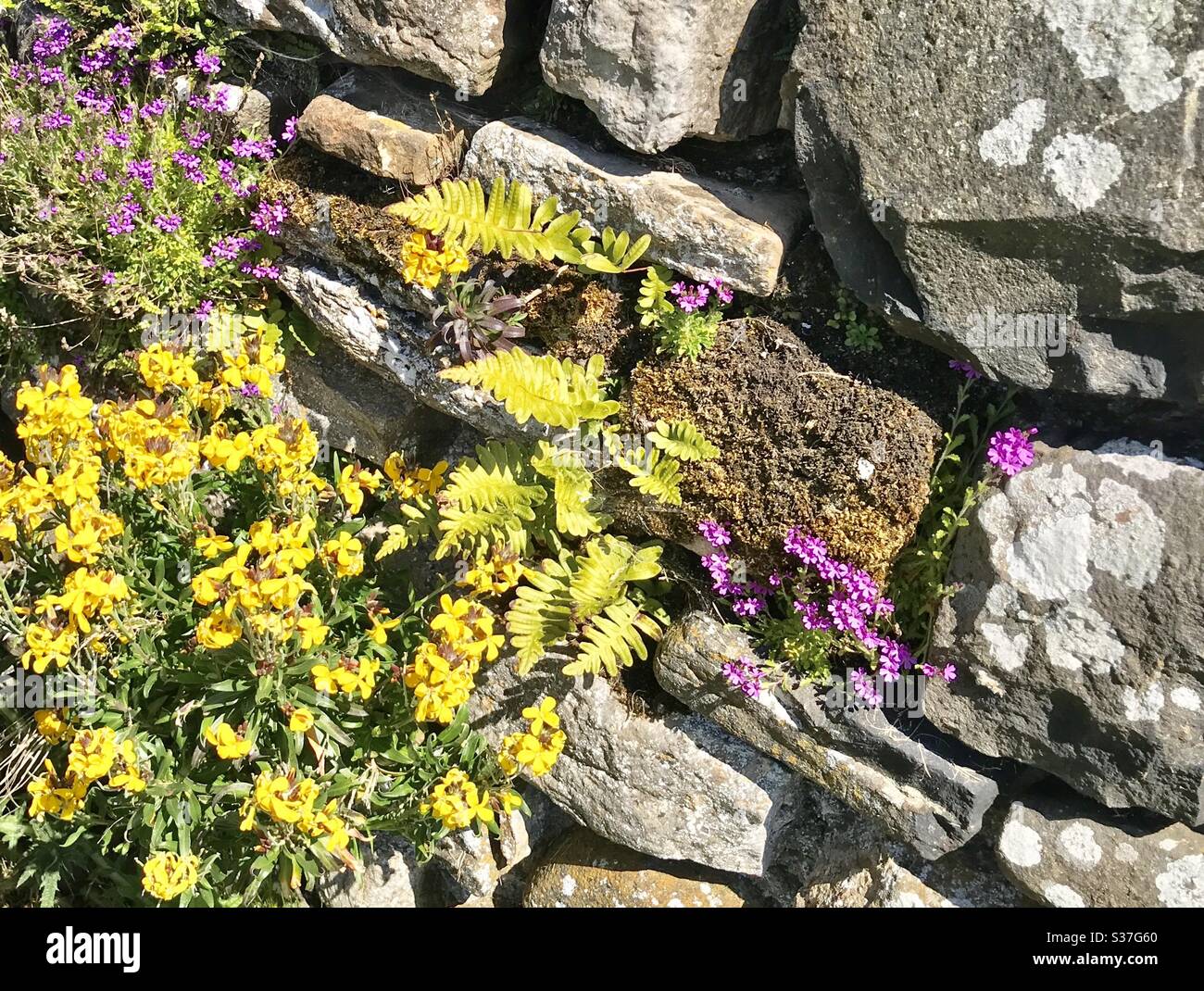 Dry stone wall wild flowers hi-res stock photography and images - Alamy