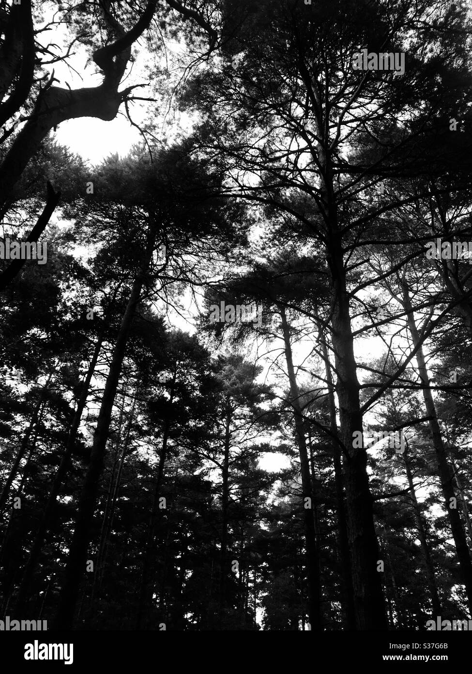 Moody pine trees Stock Photo