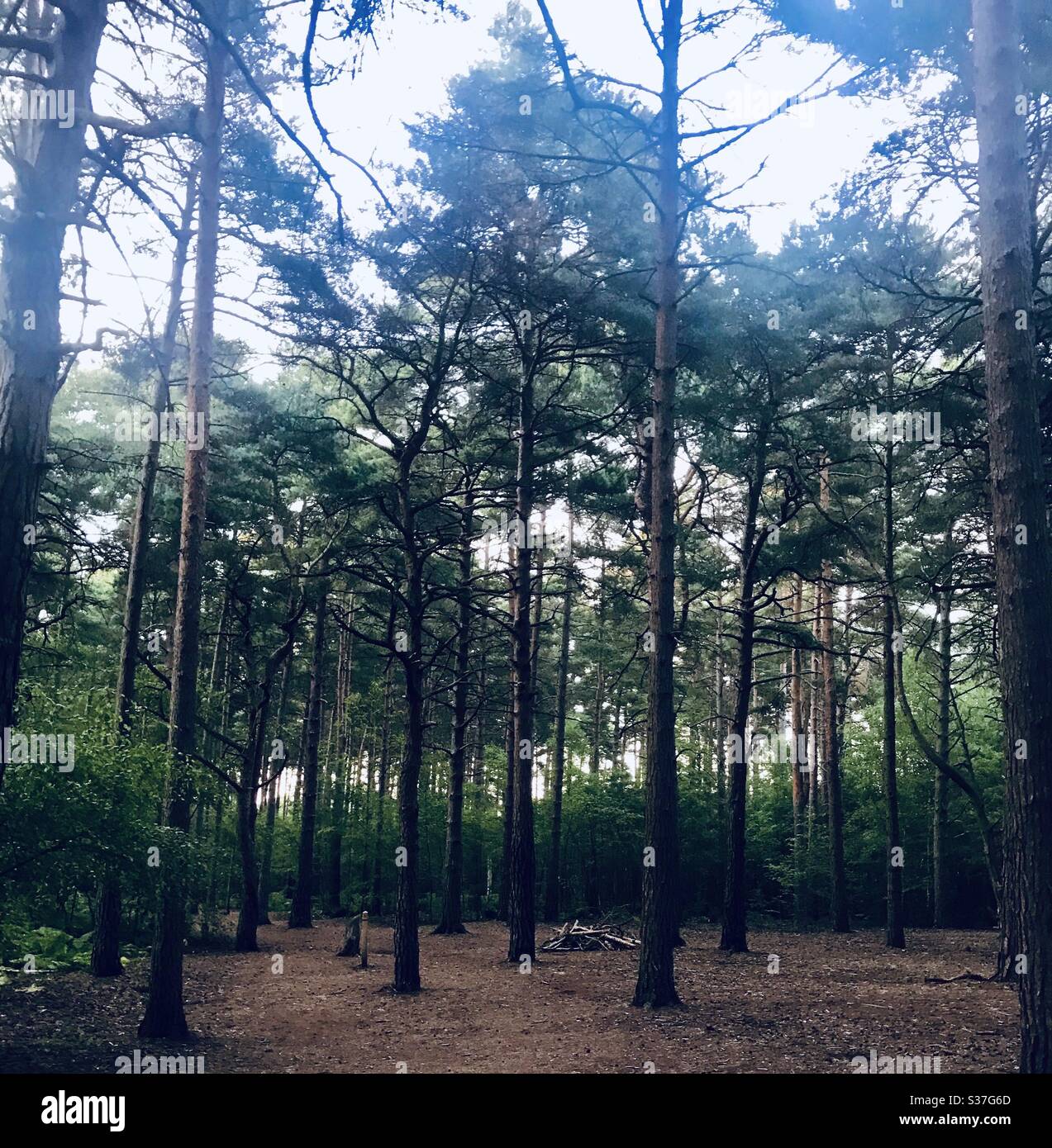 Forest scene - Smartphone Captured Stock Image